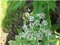 Biskupski korov - lat. Aegopodium podagraria variegata